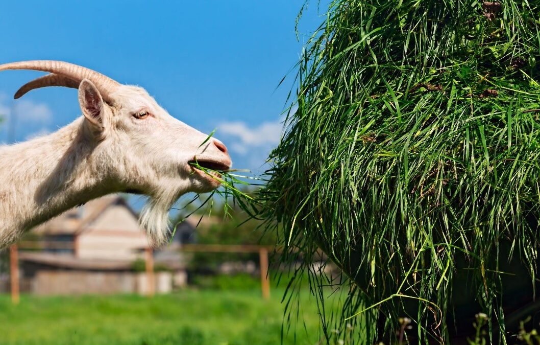 A white horned goat munching on a large bundle of fresh green grass in a sunny farm setting, with a blurred barn and blue sky visible in the background.